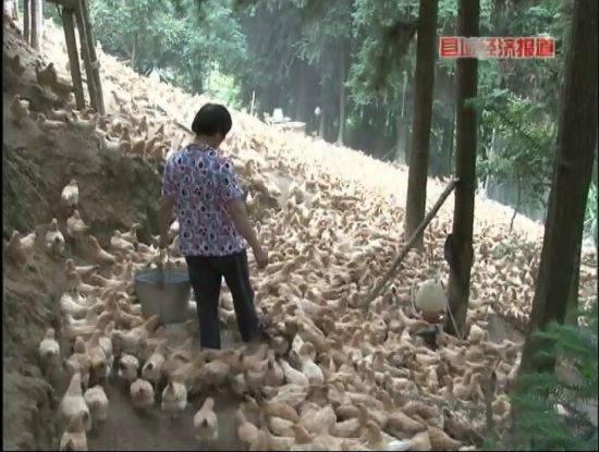 廣西岑溪：萬(wàn)畝松香飄。央視視頻截圖。